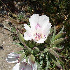 clarkia amoena